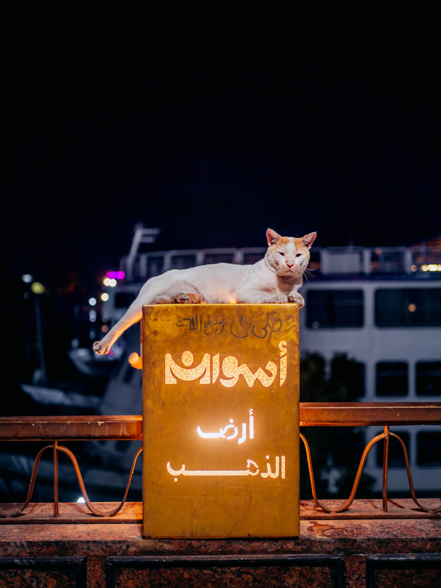 Chat perché — Aswan