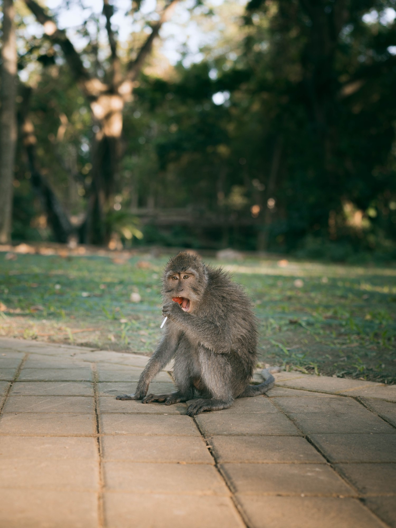 Chuppa monkey — Ubud