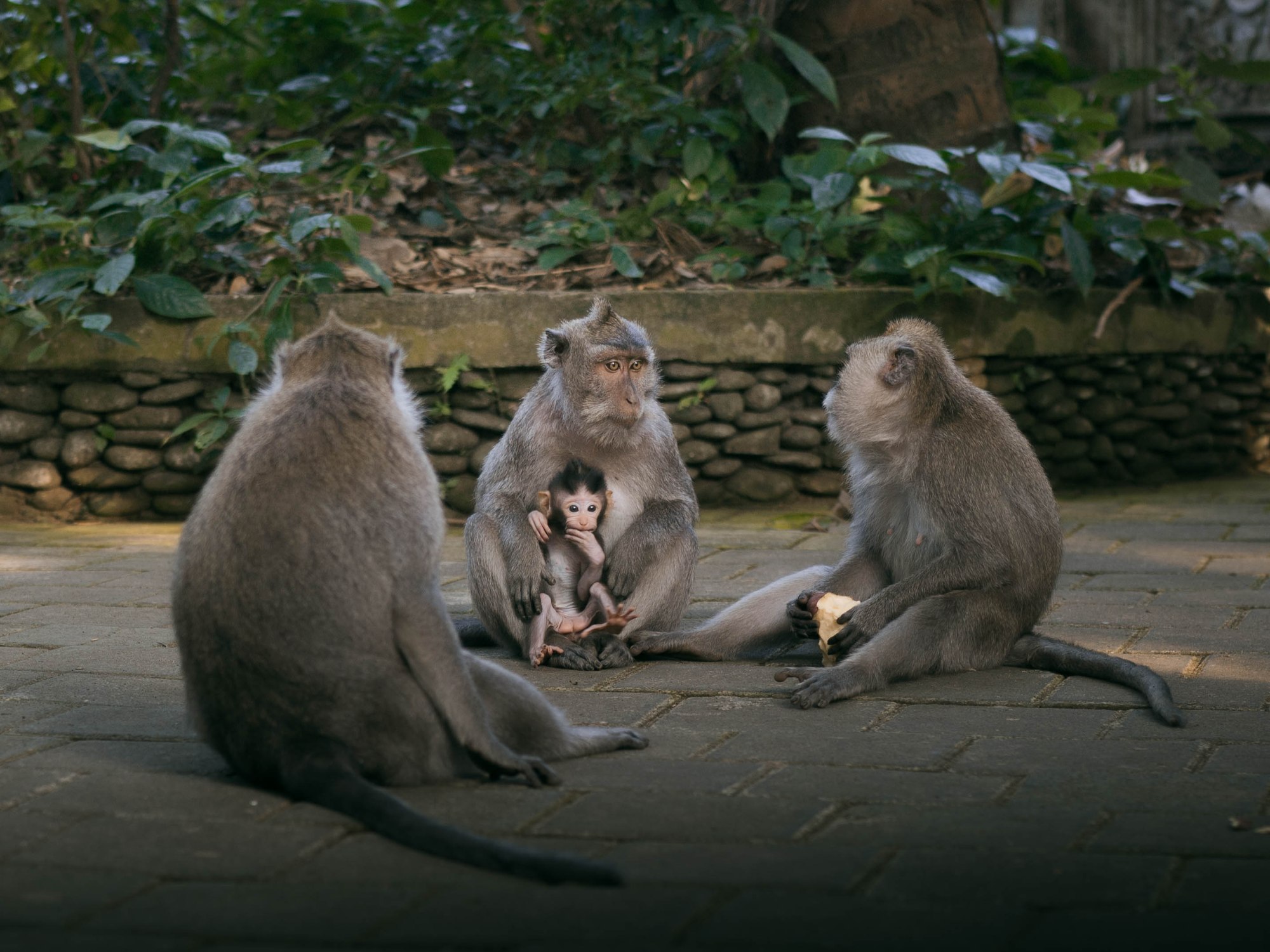 Famille de singe — Ubud